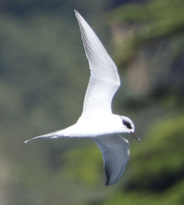 Forster's Tern - ML645998612