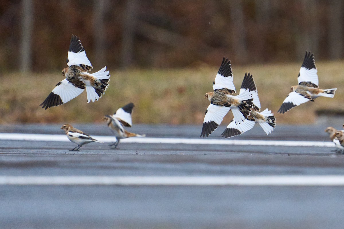 Snow Bunting - ML645998613