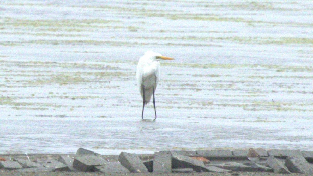 Medium Egret - ML645998614