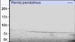 Eurasian Penduline-Tit - ML645998615