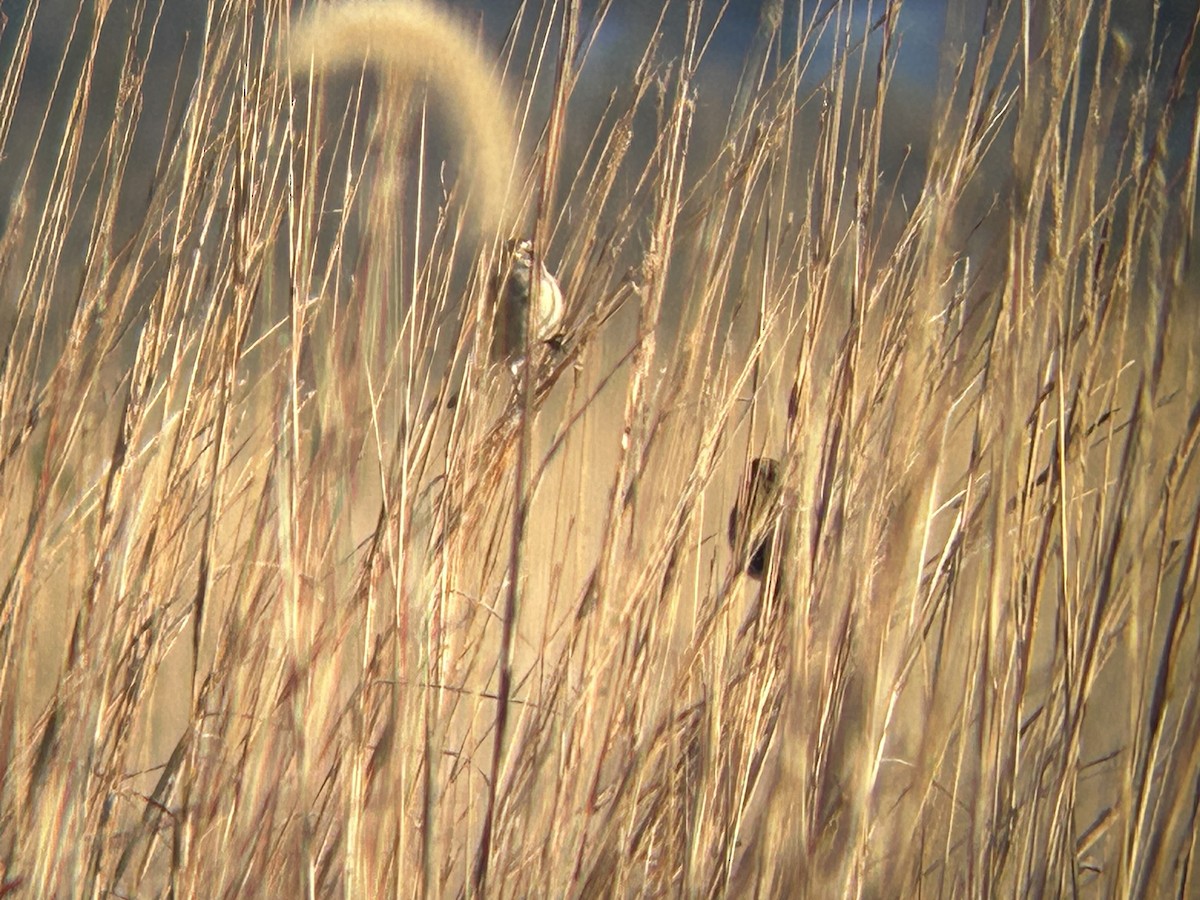 American Tree Sparrow - ML645998617