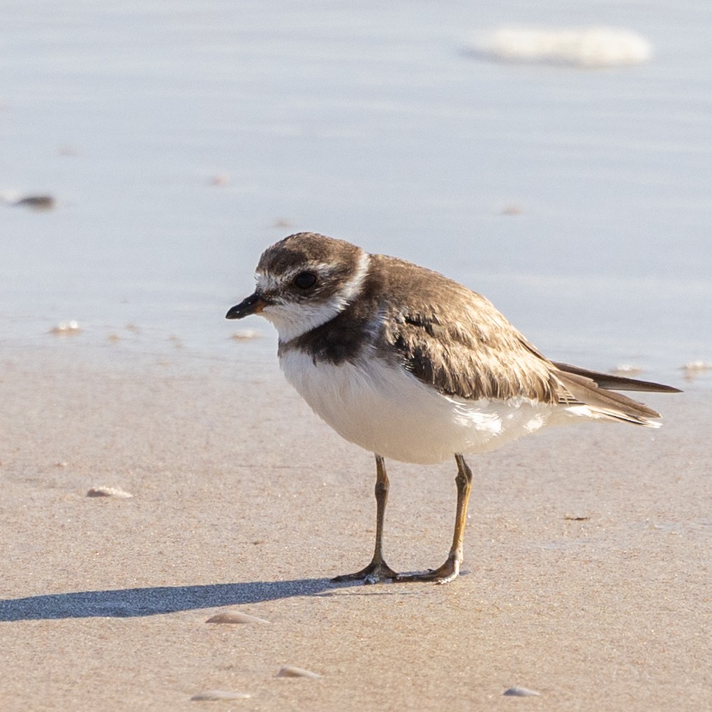 Semipalmated Plover - ML645998627