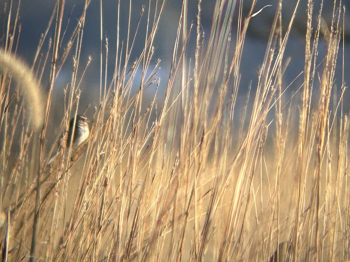 American Tree Sparrow - ML645998628