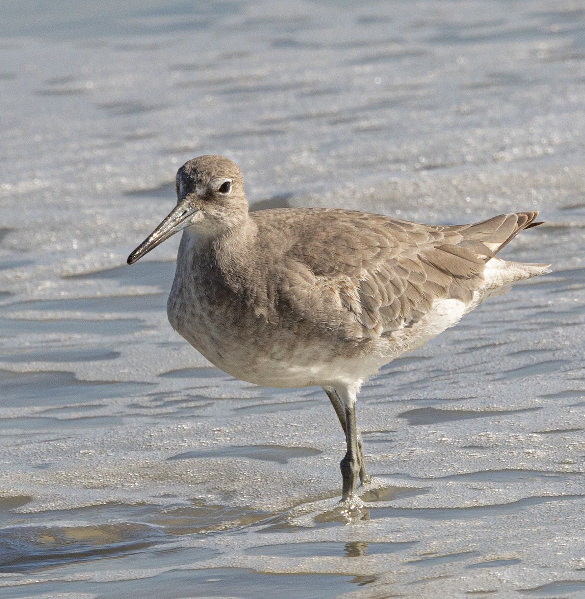Willet (Western) - ML645998631