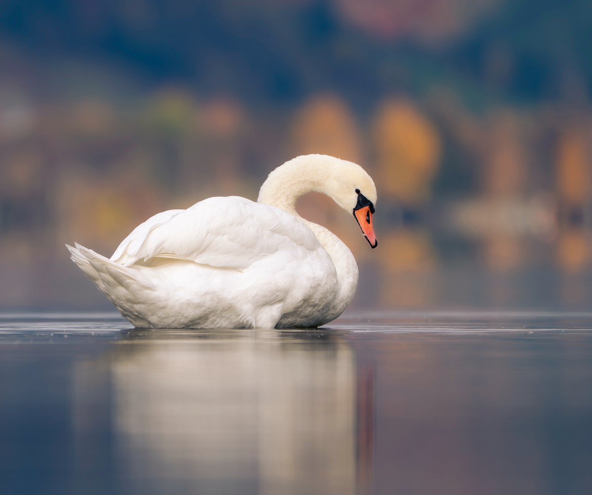 Mute Swan - ML645998632