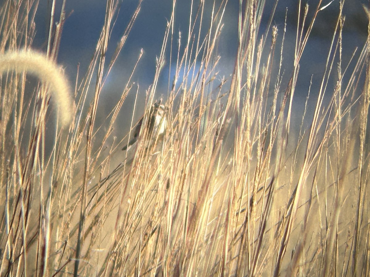 American Tree Sparrow - ML645998635