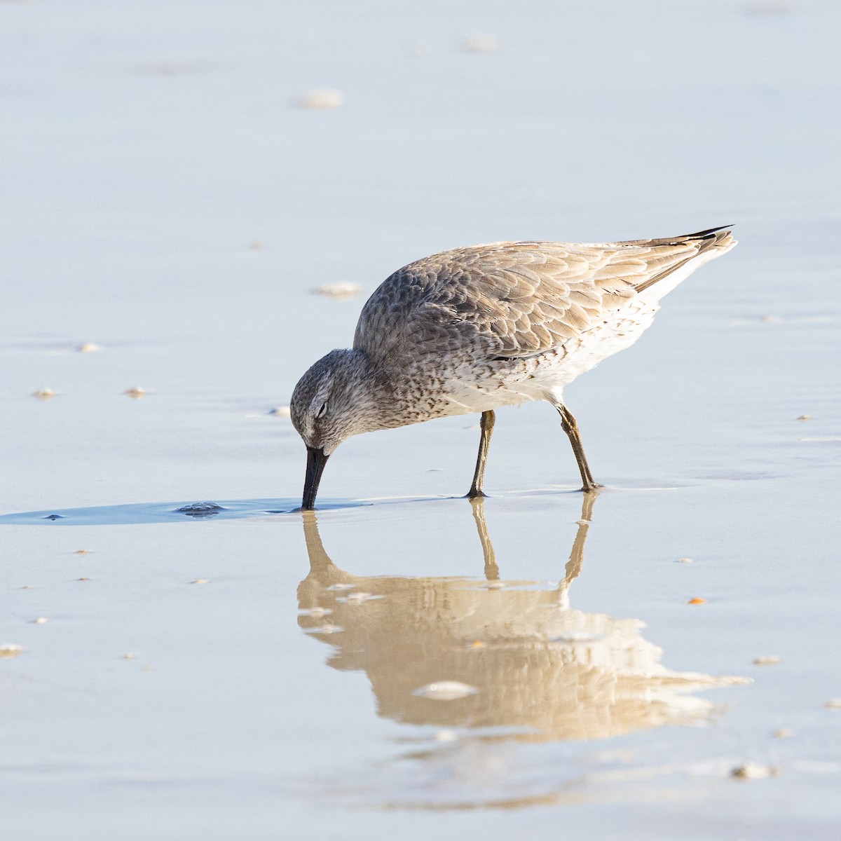 jespák rezavý - ML645998637