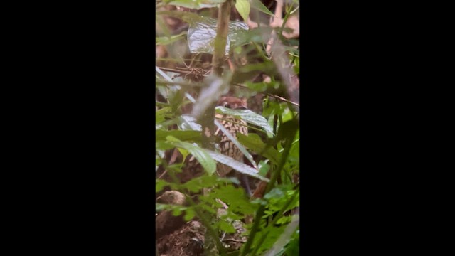 Скрытная муравейница - ML645998638