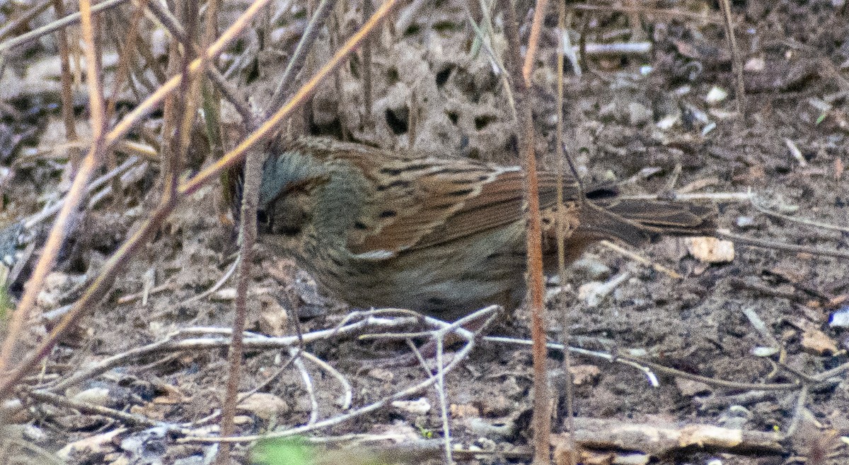 Lincoln's Sparrow - ML645998639