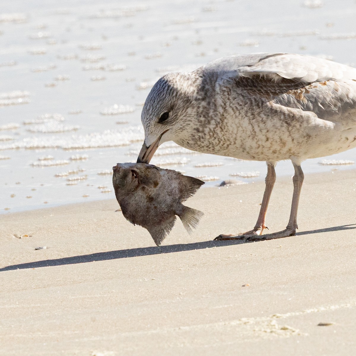 Ring-billed Gull - ML645998644
