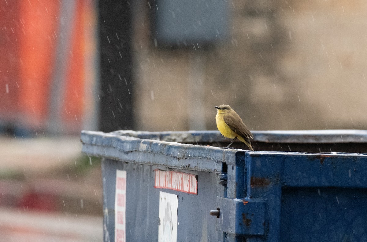 Cattle Tyrant - ML645998645