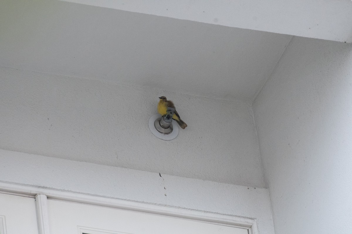 Cattle Tyrant - ML645998646