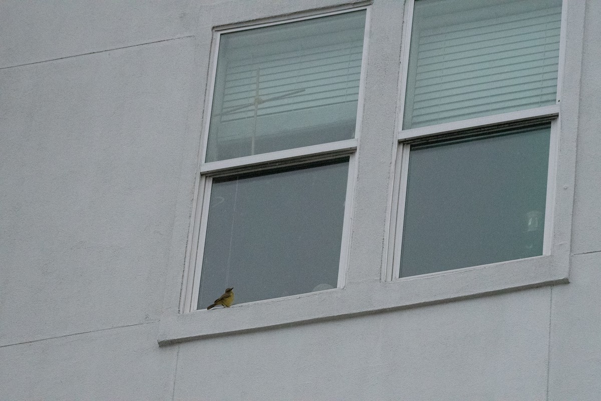 Cattle Tyrant - ML645998647