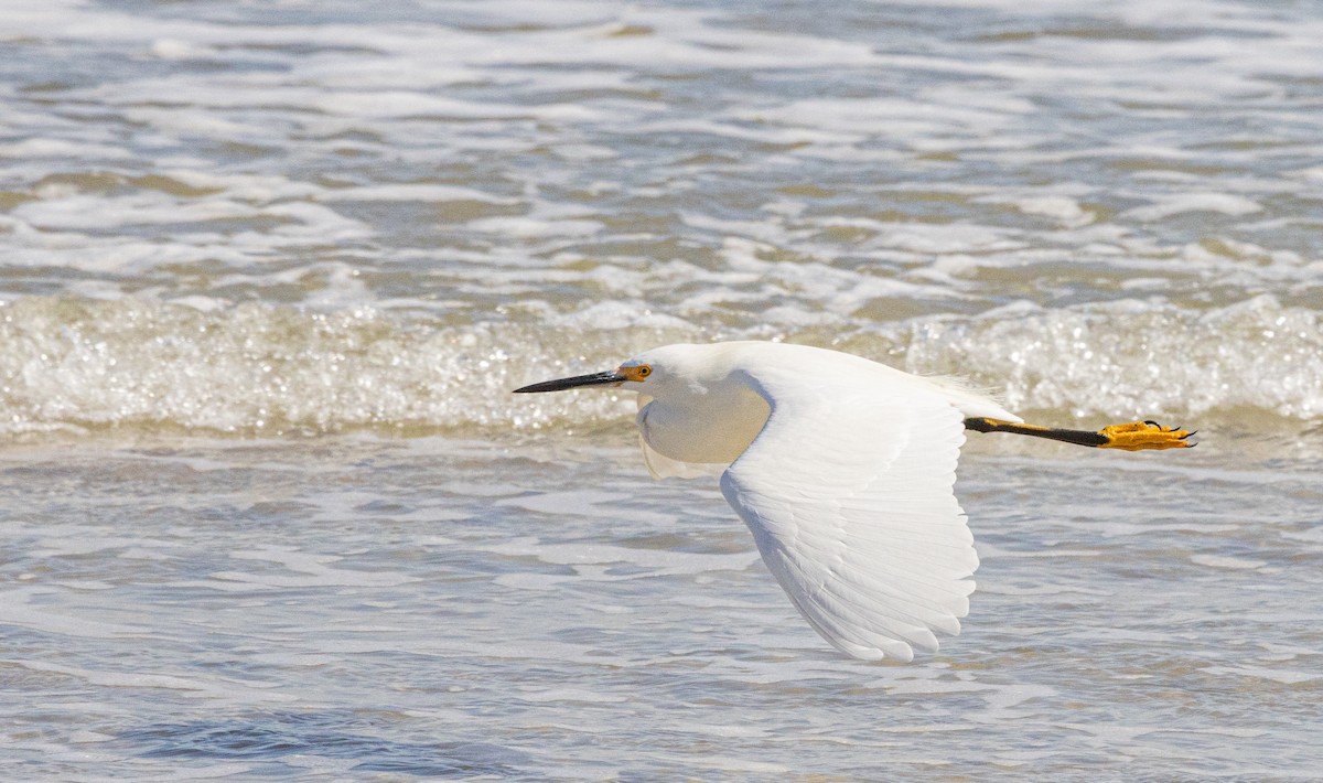Snowy Egret - ML645998650