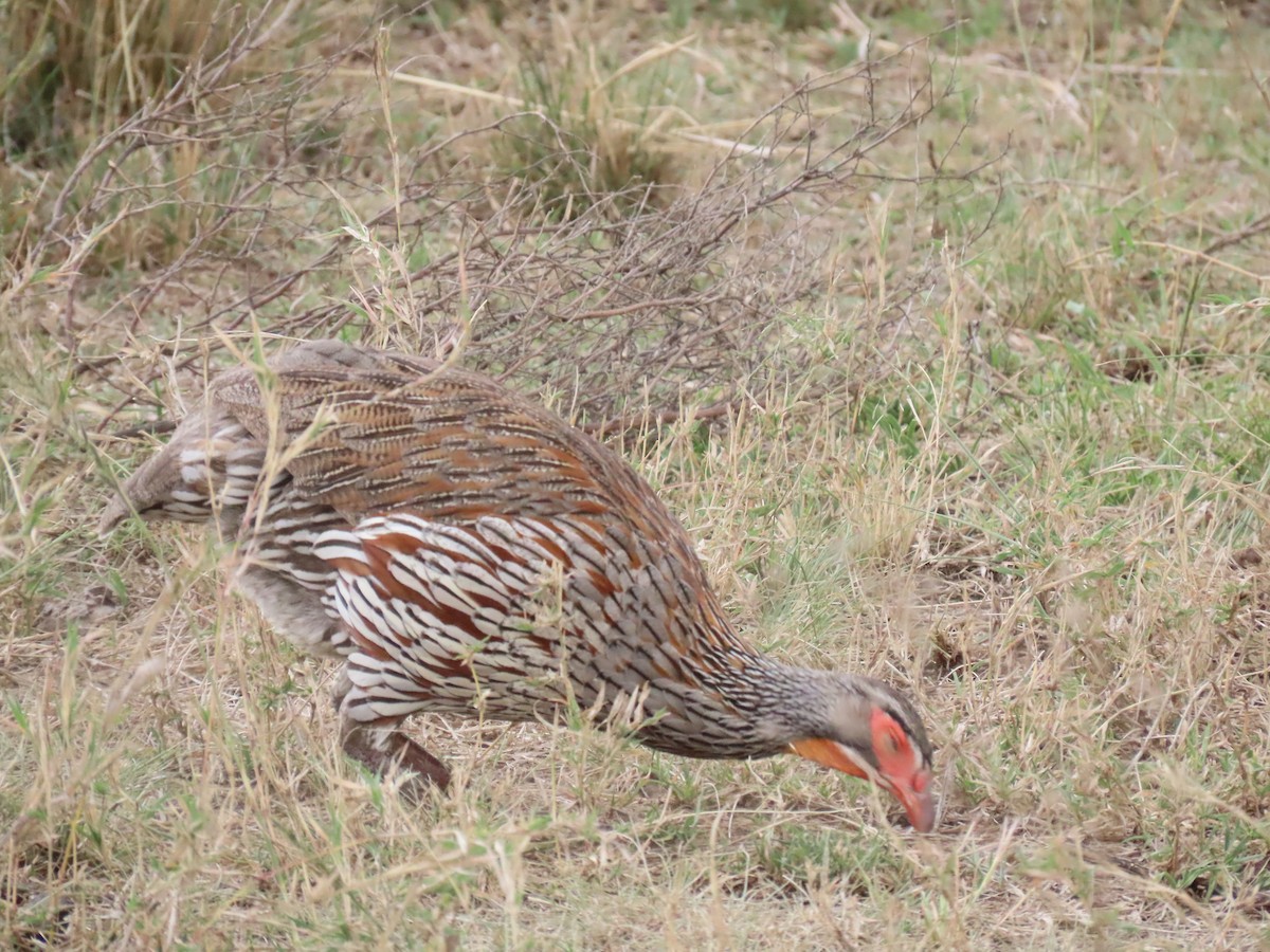 Francolín del Victoria - ML645998652