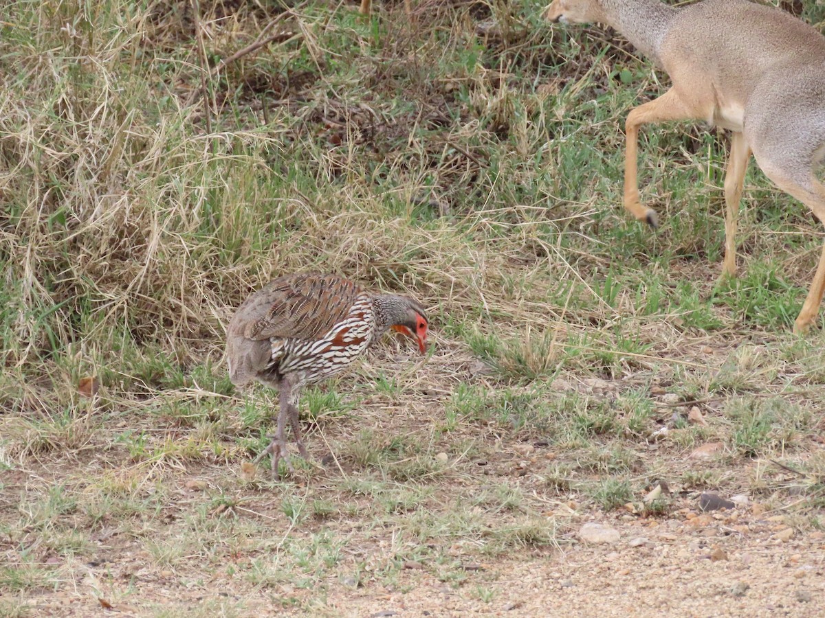 Francolín del Victoria - ML645998653