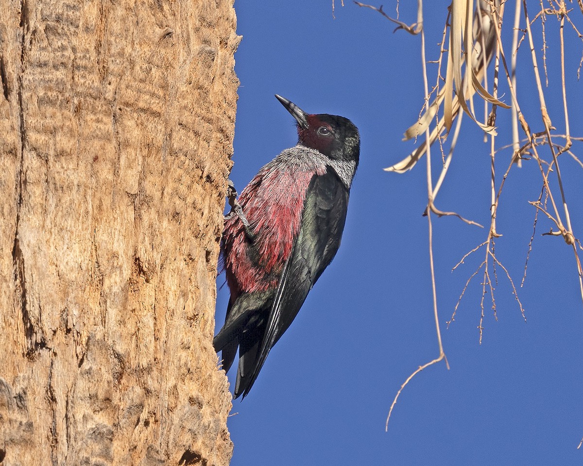 Blutgesichtspecht - ML645998654