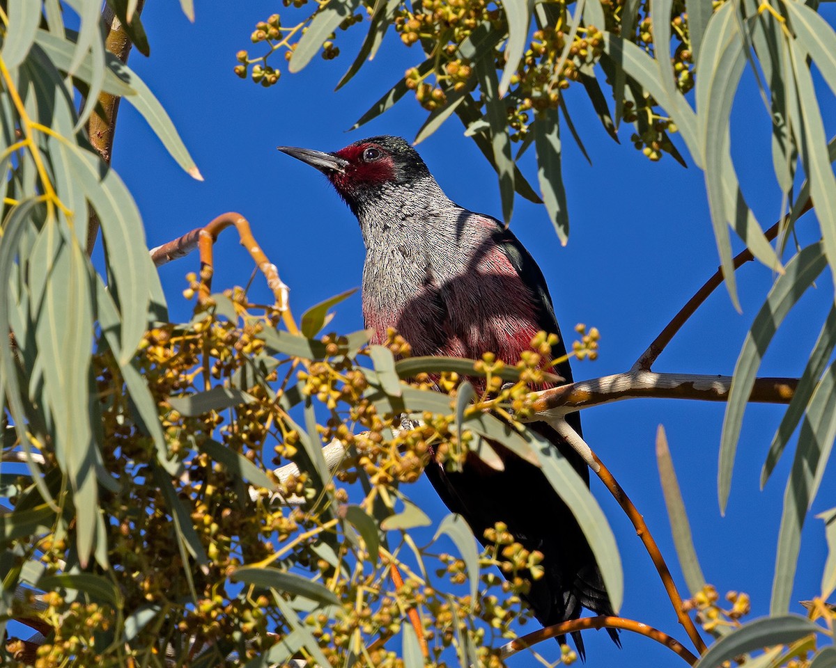 Blutgesichtspecht - ML645998655