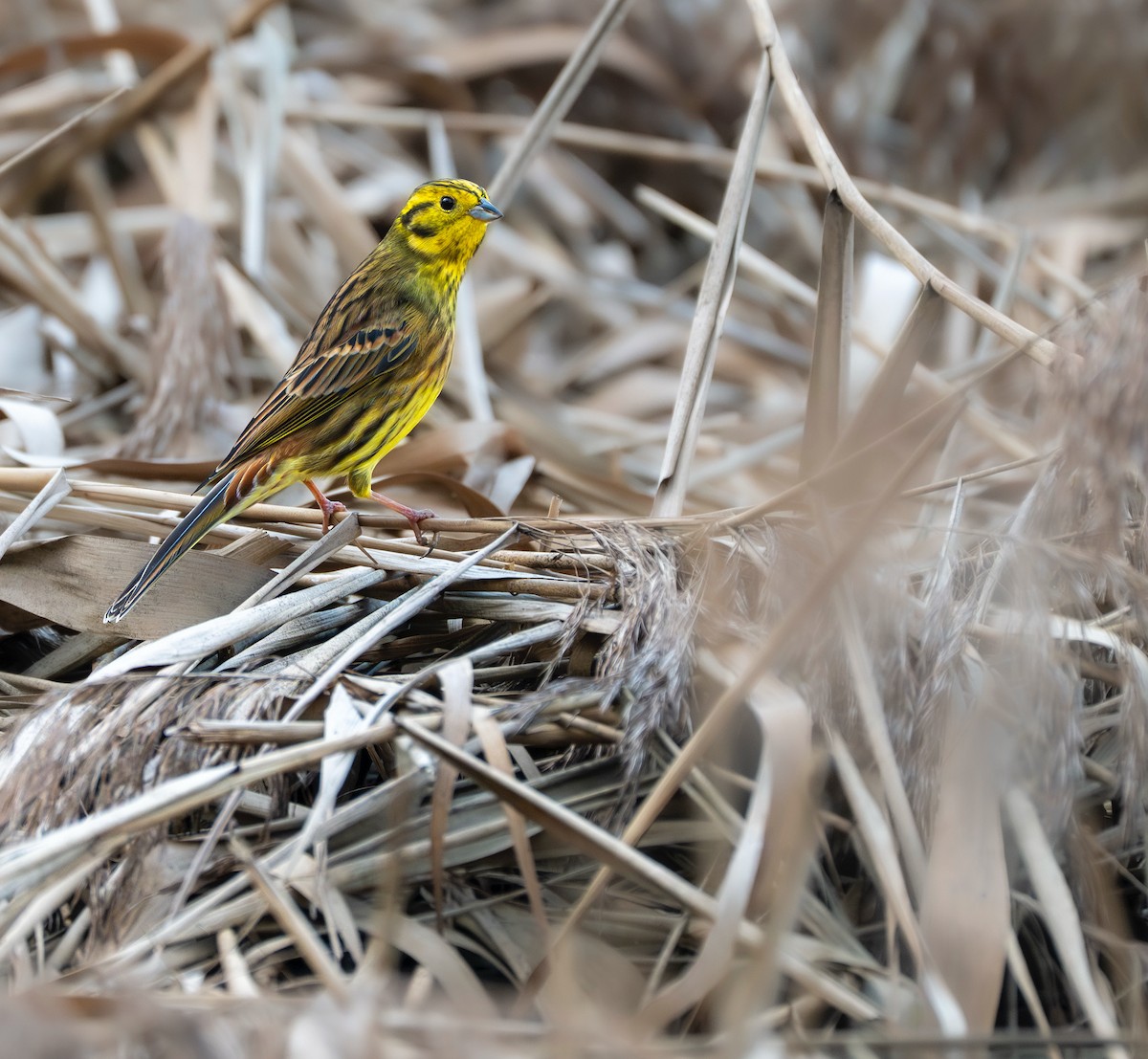 Yellowhammer - ML645998661