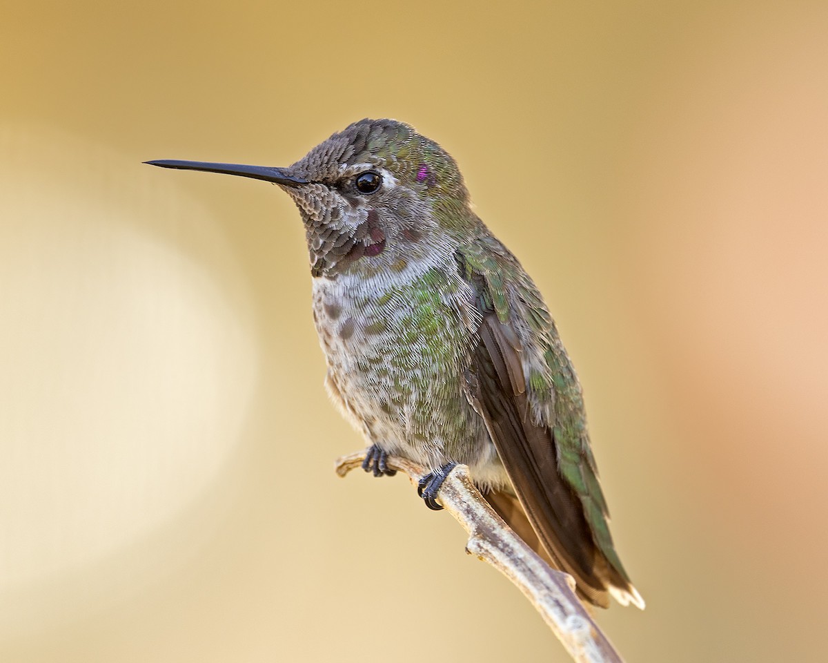 Anna's Hummingbird - ML645998670