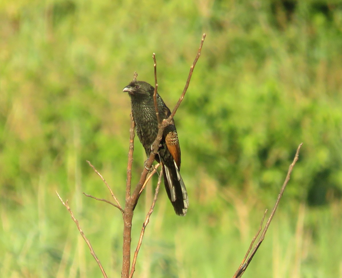 Grillkuckuck - ML645998672