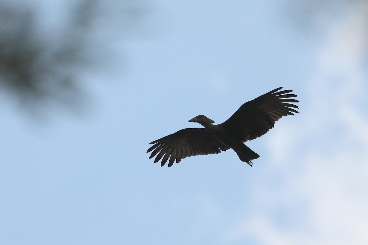 Hamerkop - ML645998674