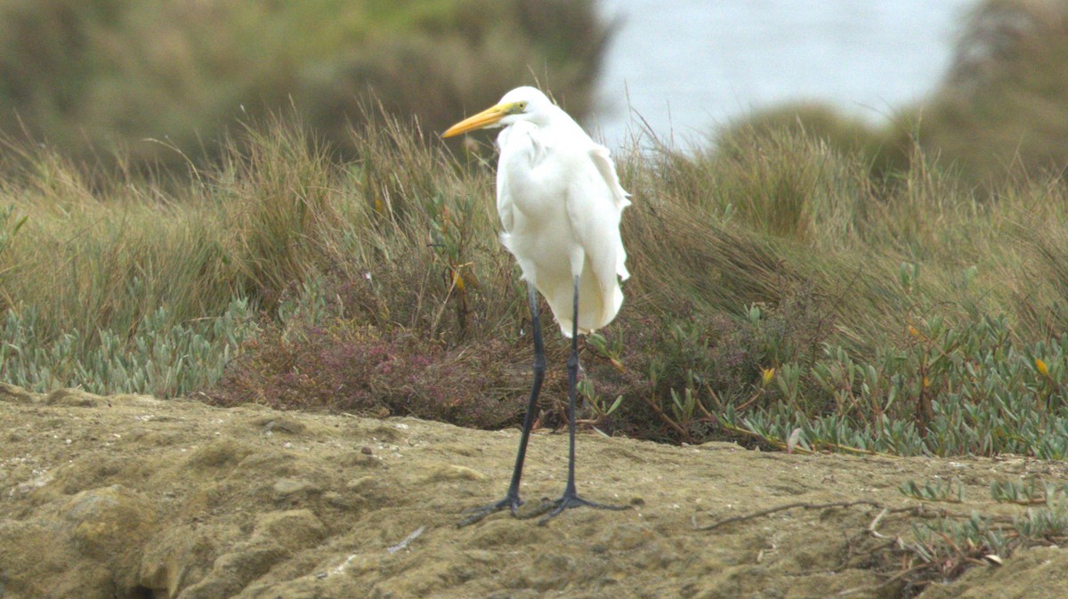 Great Egret - ML645998677
