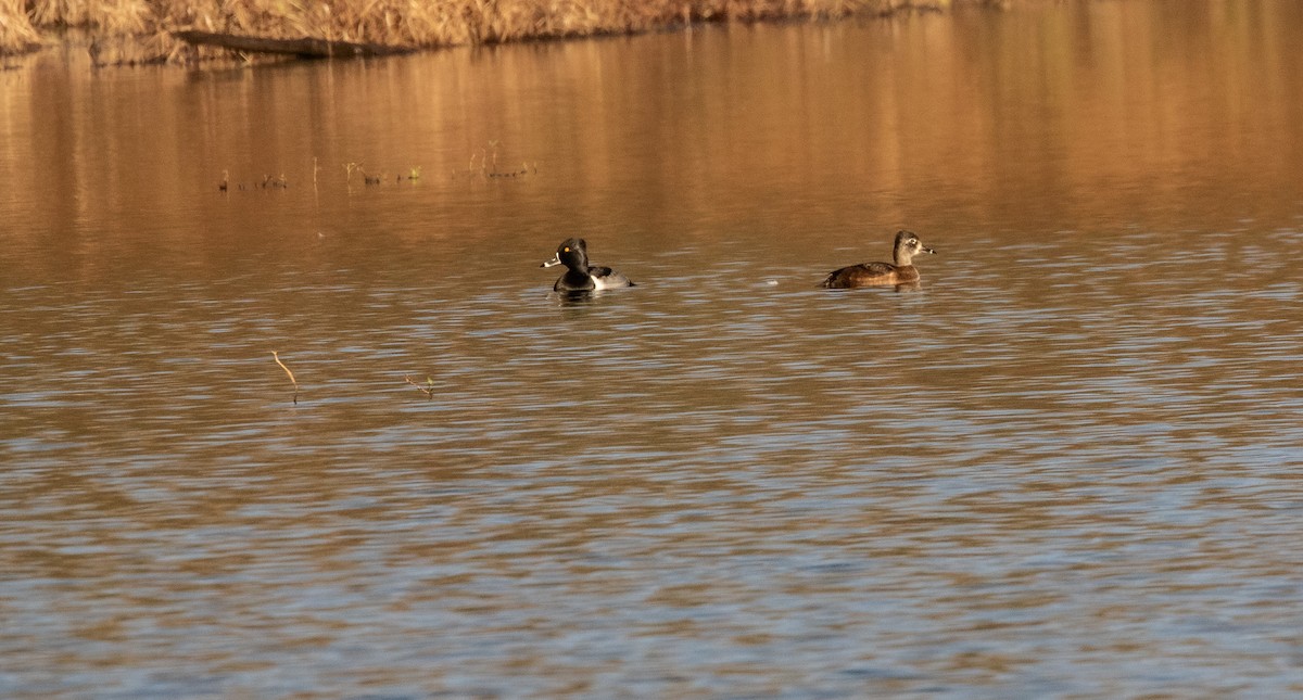 Ring-necked Duck - ML645998679