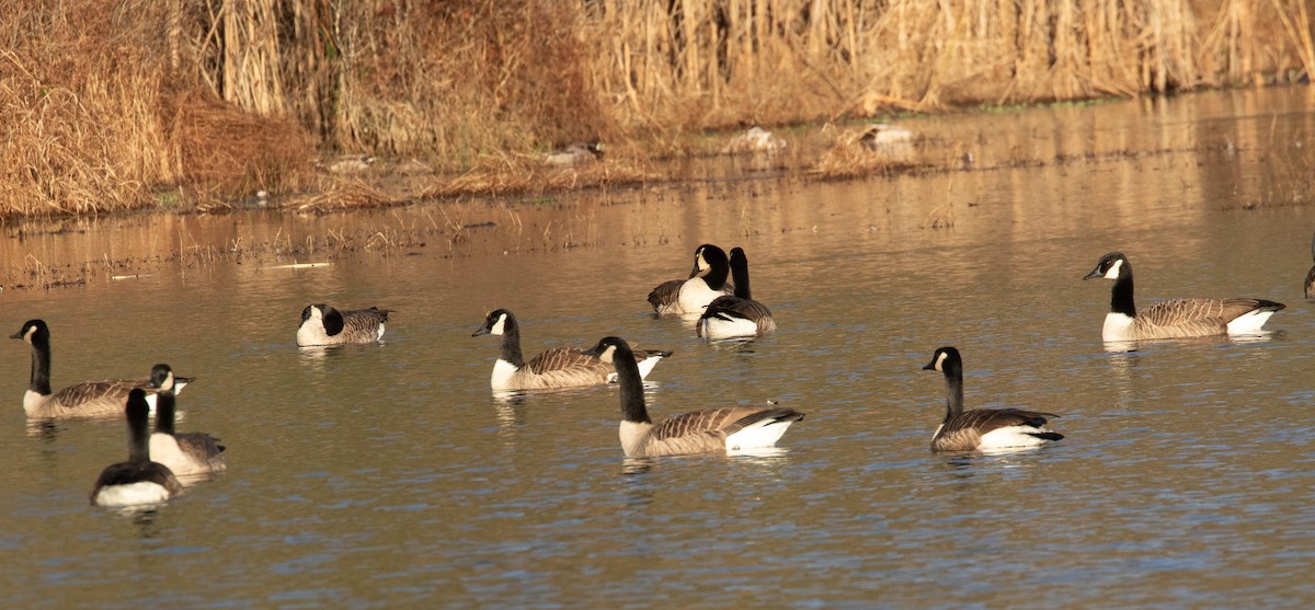 Canada Goose - ML645998681