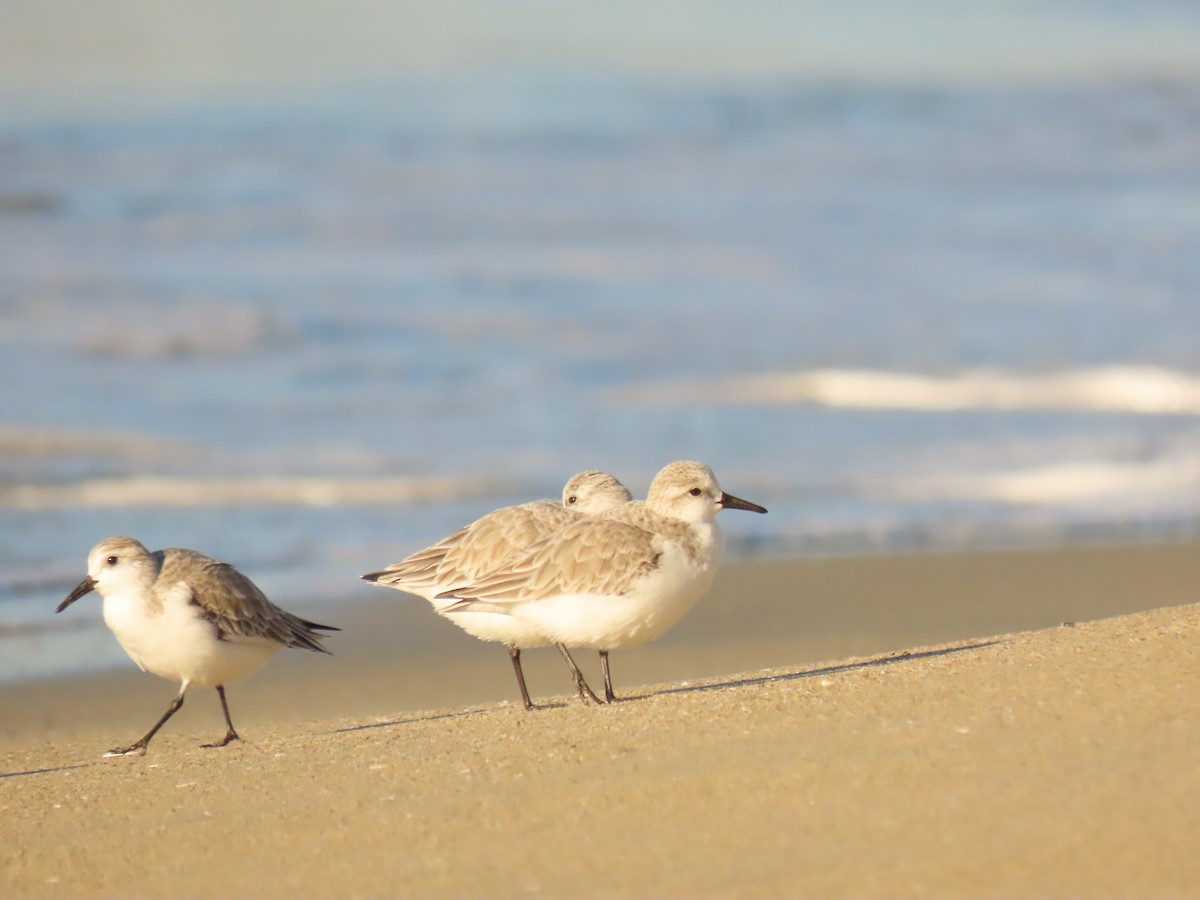 Txirri zuria - ML645998686