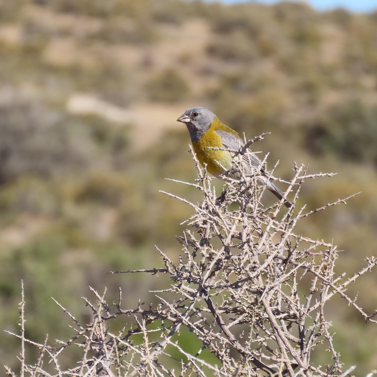 Gray-hooded Sierra Finch - ML645998688