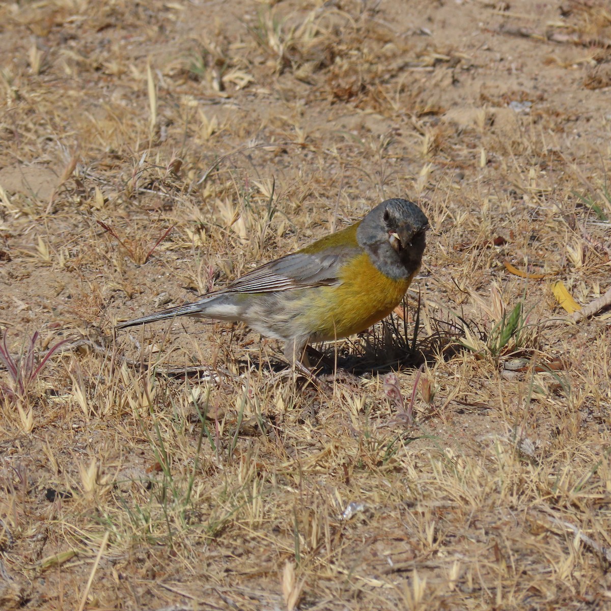 Gray-hooded Sierra Finch - ML645998689