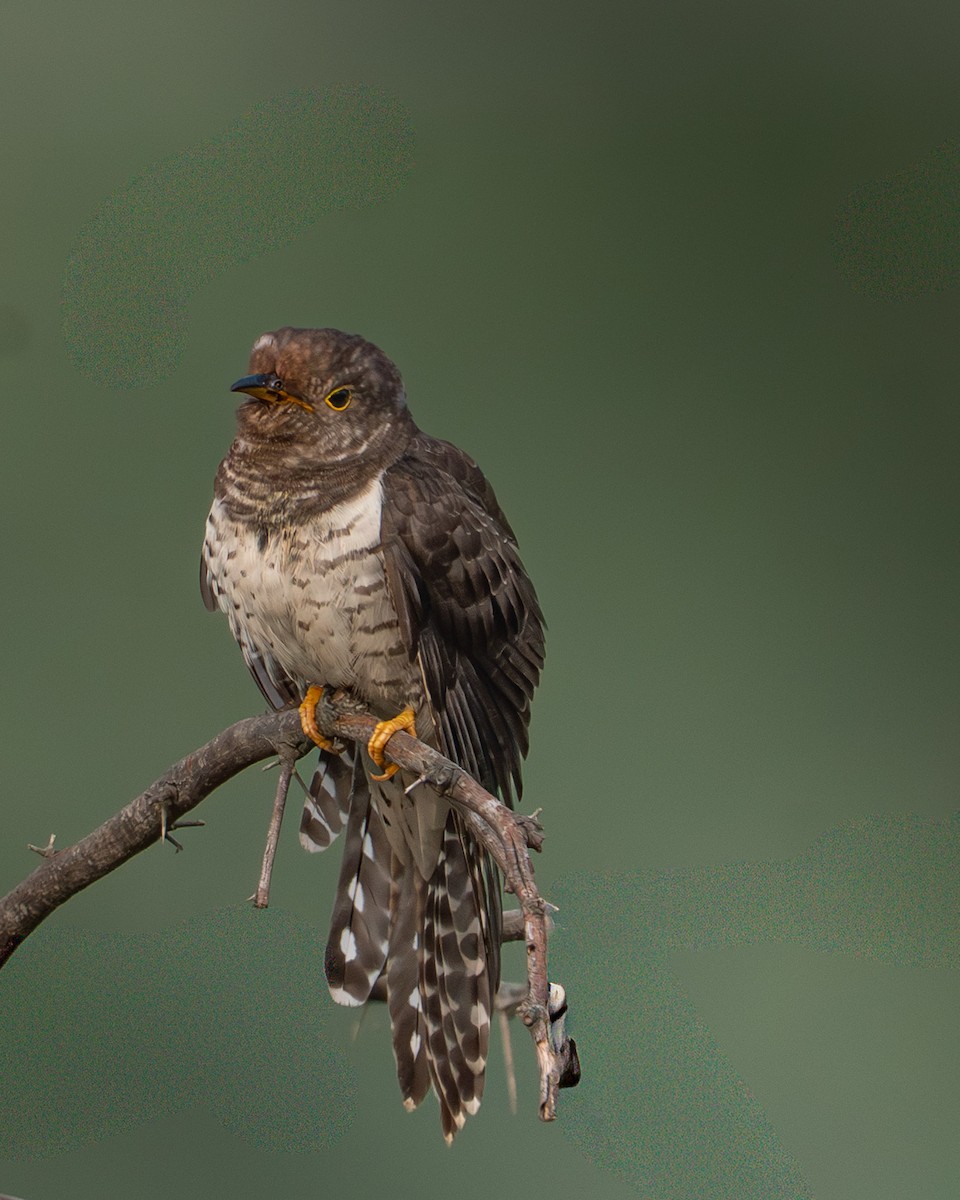 Lesser Cuckoo - ML645998690