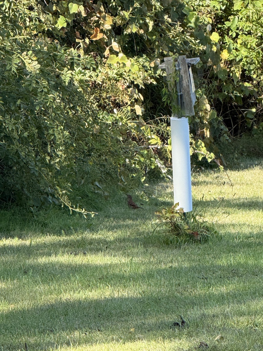 Brown Thrasher - ML645998691
