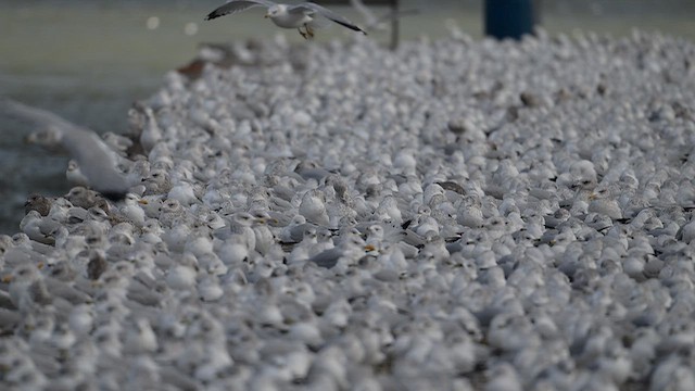 Делавэрская чайка - ML645998692