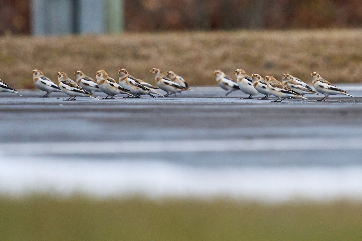 Snow Bunting - ML645998693