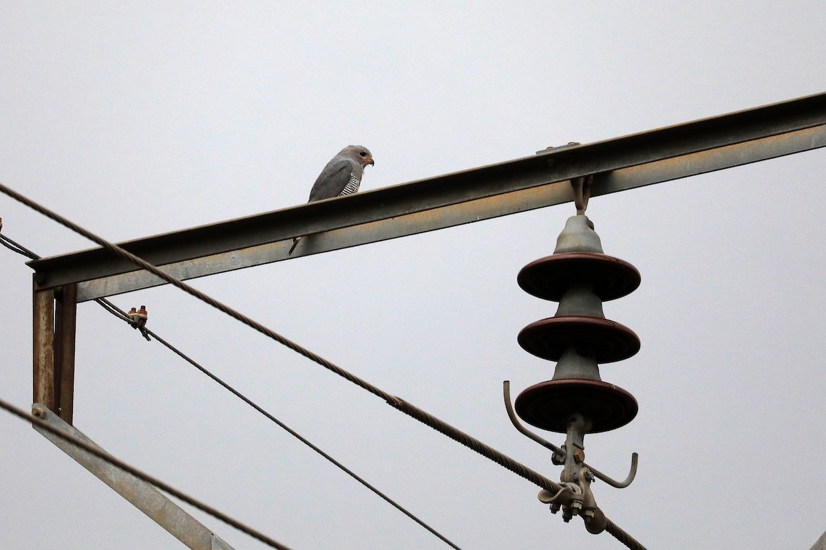 Lizard Buzzard - ML645998696