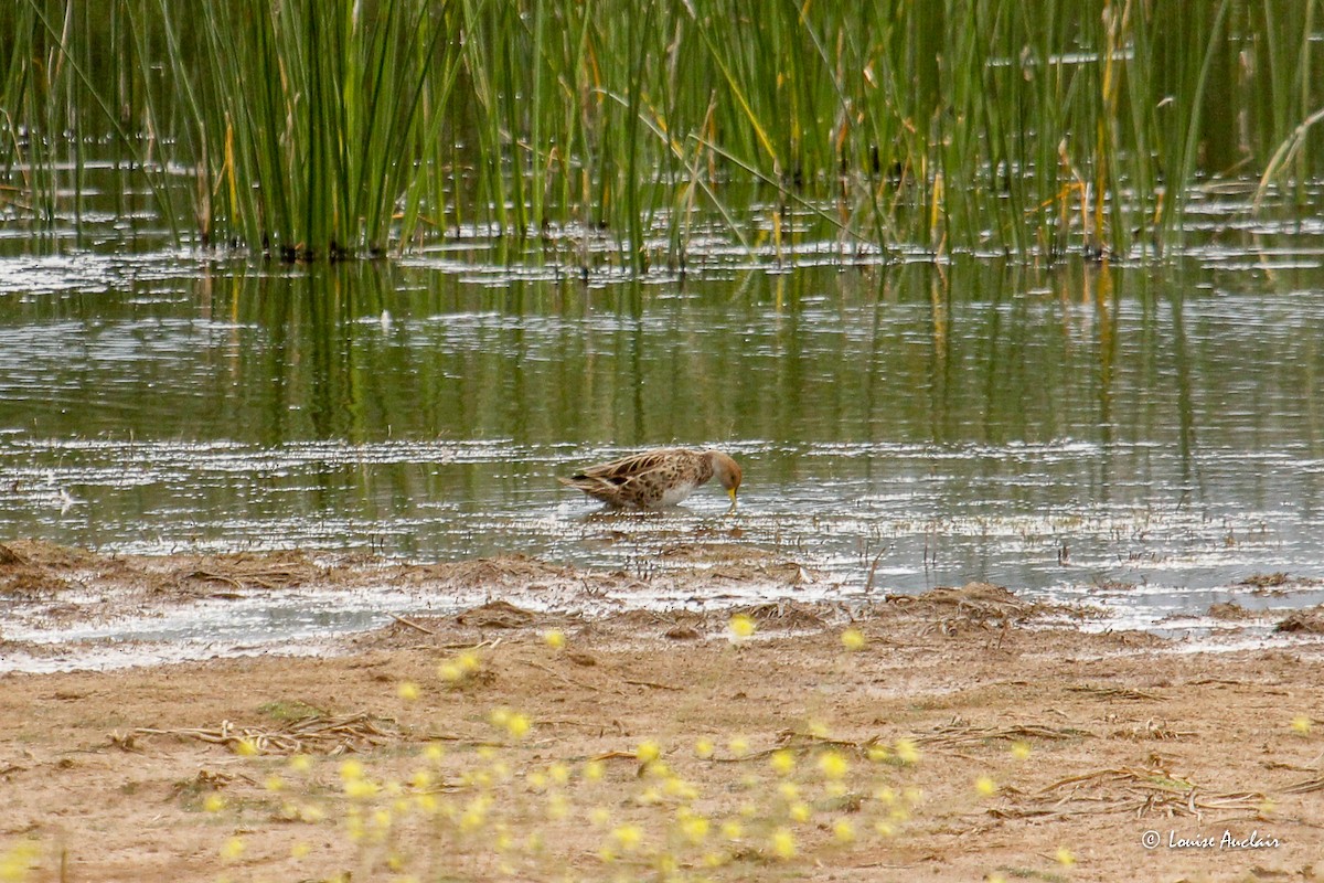 Ahate ziri-buztana - ML645998704