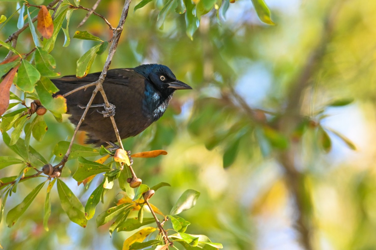 Common Grackle - ML645998706