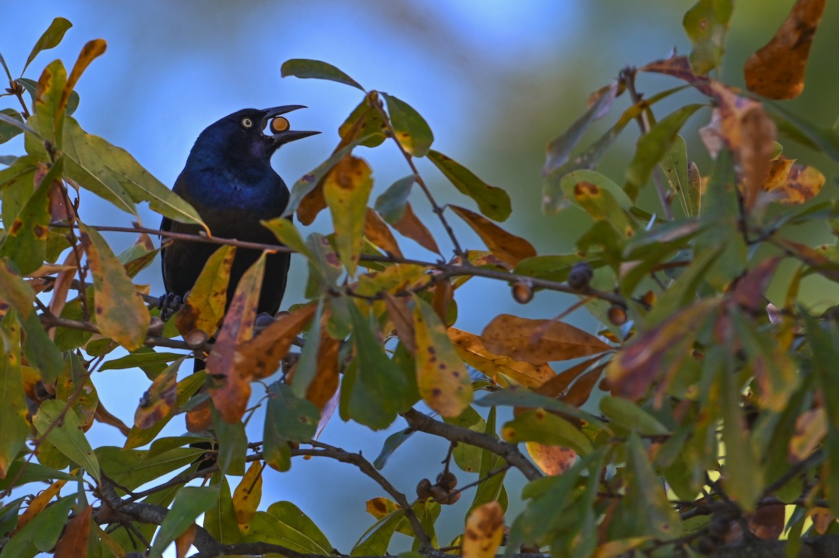 Common Grackle - ML645998707