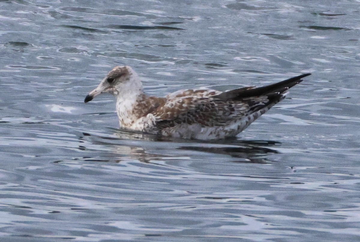 Larus sp. - ML645998709