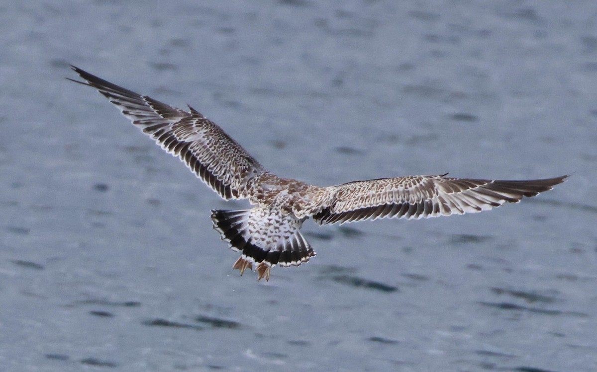Larus sp. - ML645998710