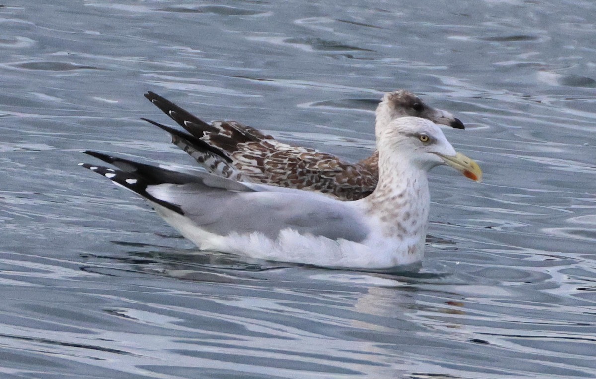 Larus sp. - ML645998711