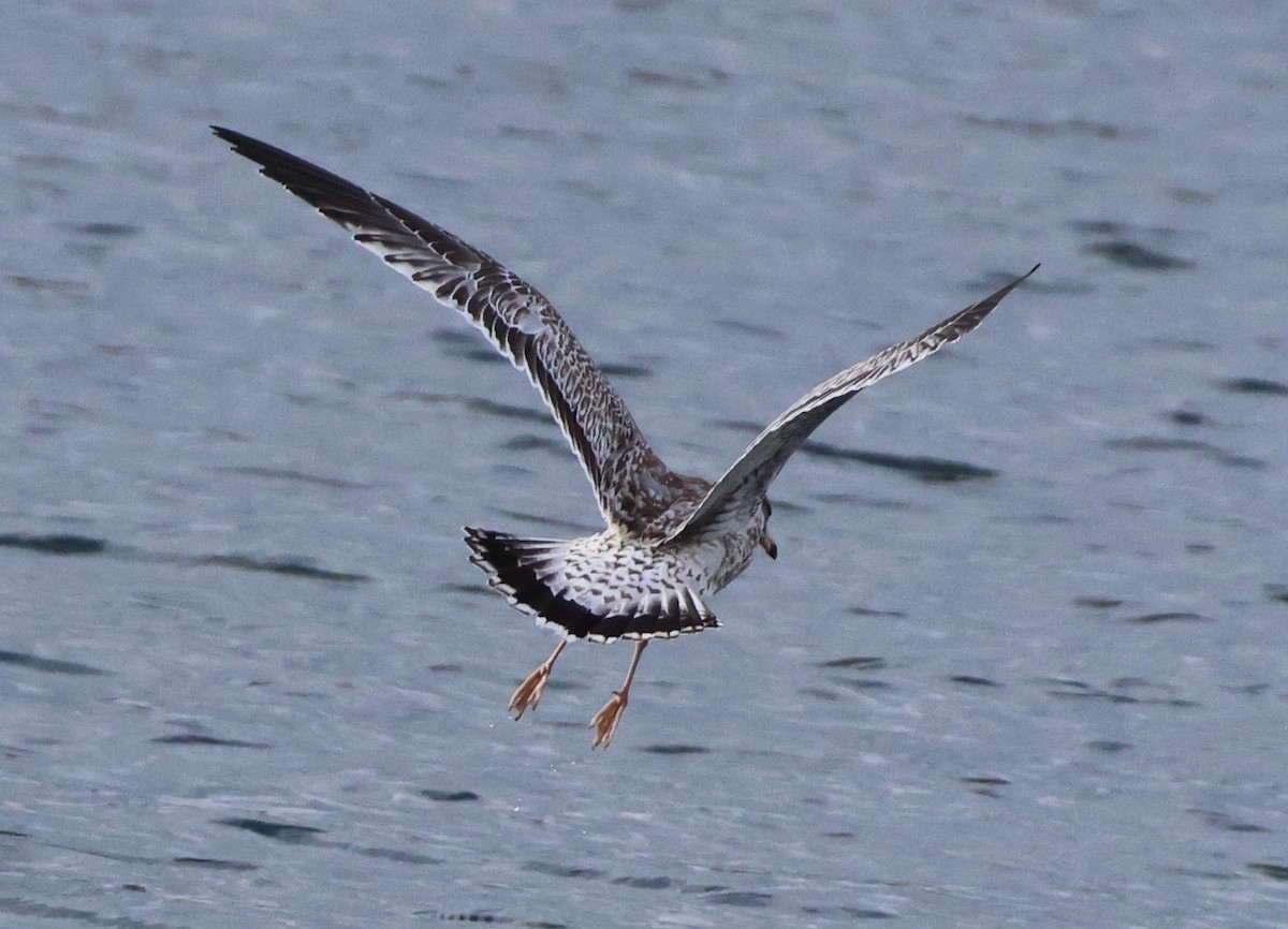Larus sp. - ML645998712