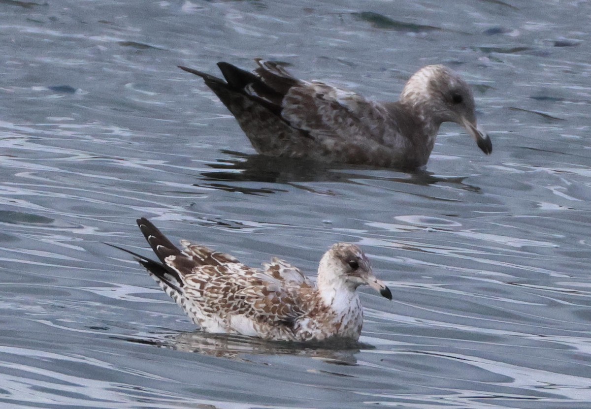 Larus sp. - ML645998713