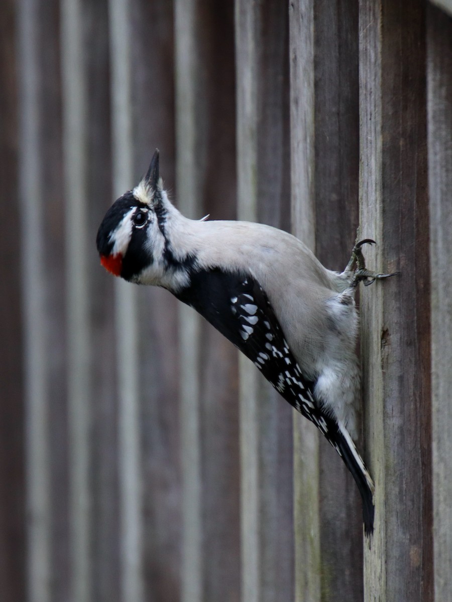 Downy Woodpecker - ML645998721