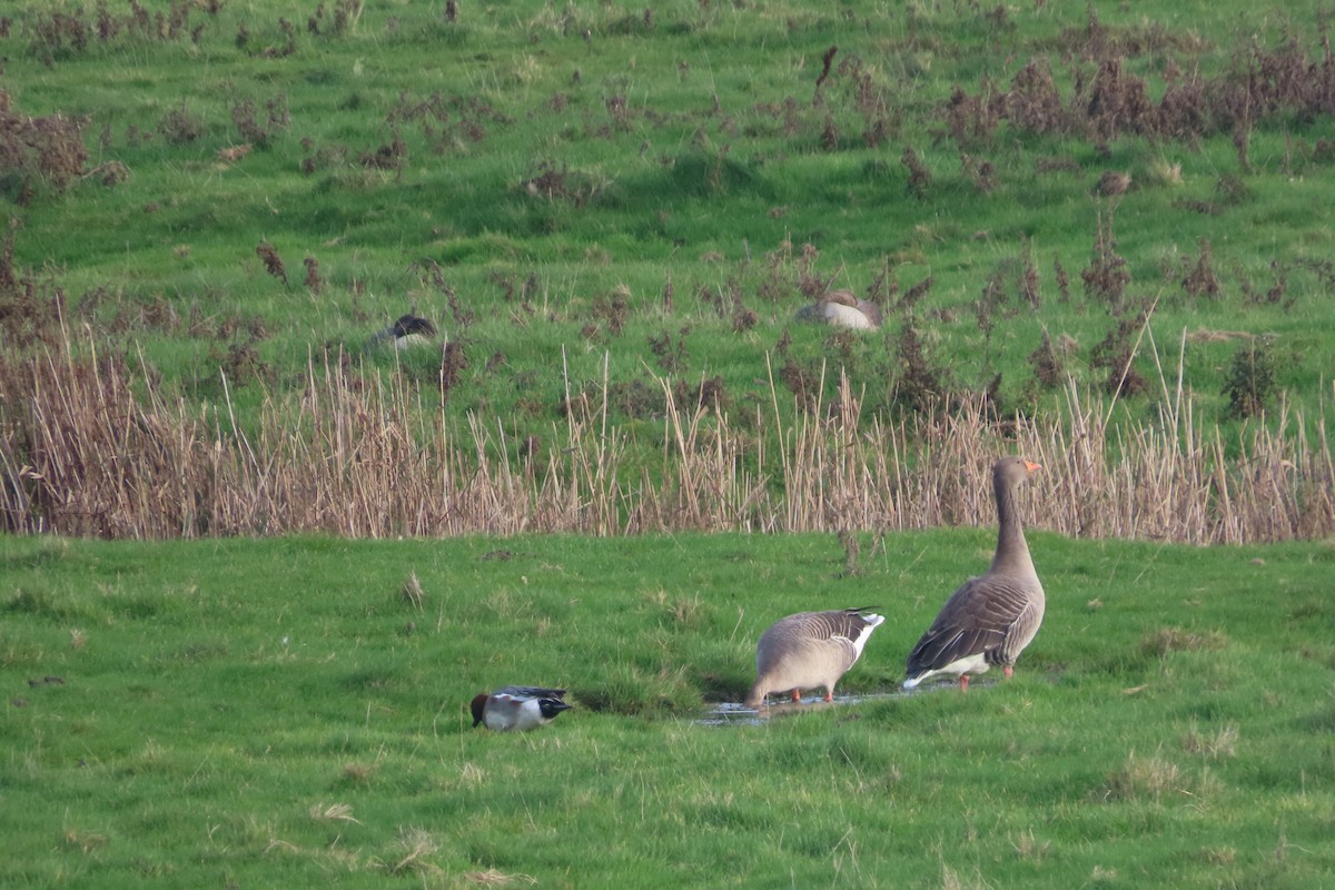 Graylag Goose - ML645998722