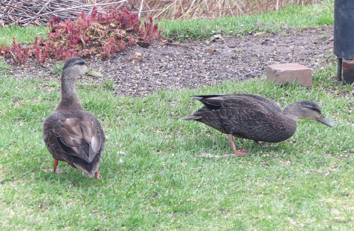 American Black Duck - ML645998726