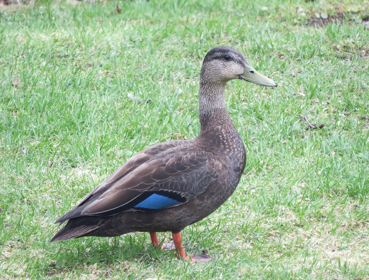 American Black Duck - ML645998727