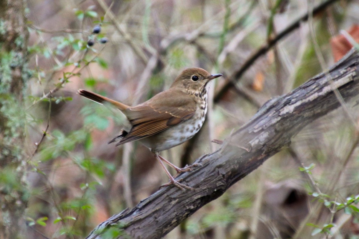 Hermit Thrush - ML645998731